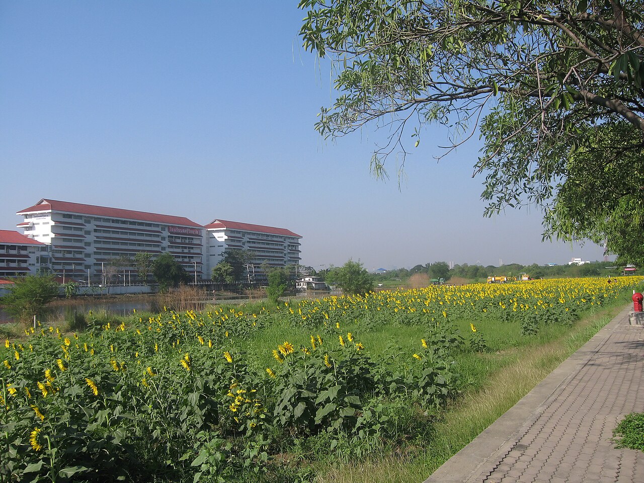 拉抛 实景